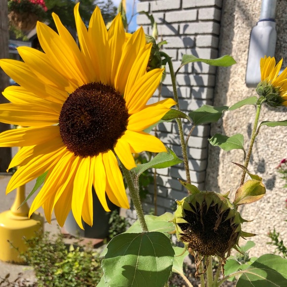 Meet your Posher, Doreen - Picture 3 of 4